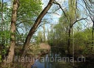 Large picture of a floodplain