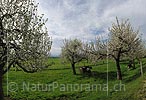 High-resolution photo Blooming apple trees in the orchard