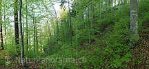 Big picture Beech forest in spring