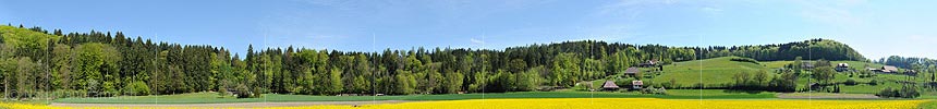 Panoramic Photo Blooming canola field before spring forest