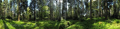 360 gigapixel panorama mixed forest