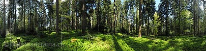 360 gigapixel panorama mixed forest (spring forest)