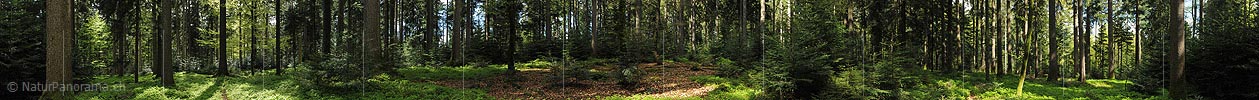 360° Panoramic image Forest