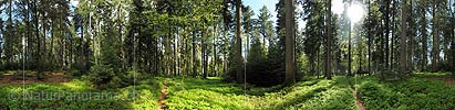 360° gigapixel panorama mixed forest