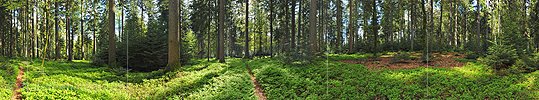 360° Panorama Mischwald im Frühling