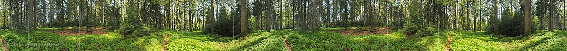 360° Panorama Mischwald im Frühling