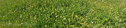 Panoramafoto Blühende Blumenwiese
