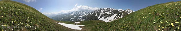 Panoramic image Sulfur anemones in mountain landscape