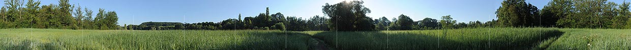 360° Panorama reeds in floodplain