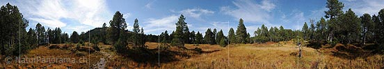 P010741: Panoramabild Moorlandschaft