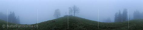 360 Panoramic image Group of trees and forest in fog