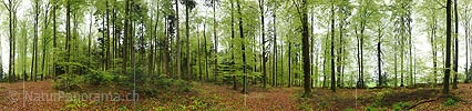 360° panoramic picture spring forest