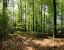 Large photo Beech wood in spring