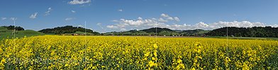Panoramafoto Blühendes Rapsfeld in Hügellandschaft