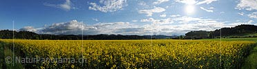 P012574: Panoramafoto Blühendes Rapsfeld vor freundlichem Wolkenhimmel