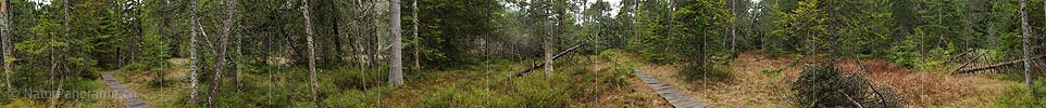 360° Panorama Forest in high moor