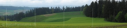 Panoramafoto eines blattförmigen Getreidefeldes