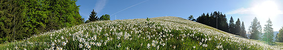 Panoramic image Blooming daffodils on mountain meadow