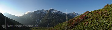 Panoramafoto Alpenrosen