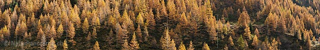 Panoramic photo Autumnal colored larch forest