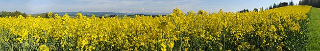 Panoramic image Blooming canola field with the Alps in the background