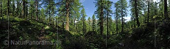 360° Panoramic image Primal larch forest (summer)