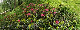 Panoramic photo Blooming Rhododendrons