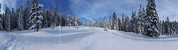 Panorama Fresh snowy forest
