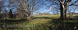 Panoramic photo Group of gnarled trees