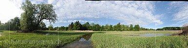 Panorama photo Flooded reedlands on the river Aare