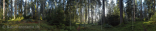 360 ° Panorama photo Morning in the forest