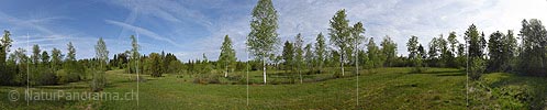 Panorama photo Light birch forests in moorlands