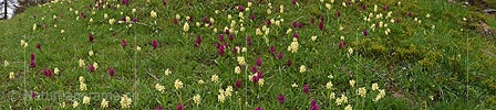 Panorama photo Mountain meadow with orchids