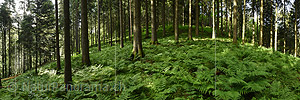 Panoramic photo Forest floor with plenty of fern