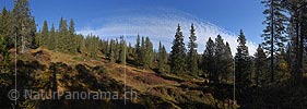 Large panorama photo Light mountain forest