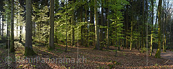Panorama photo Morning light in the spring forest