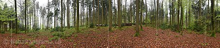 360° Panoramafoto Frühlingswald