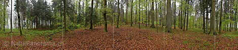 360° Panoramafoto Frühlingswald