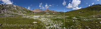 Gigapixel photo Wool grass in intact nature