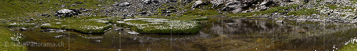 Panoramic photo Flowering woolen grass and creek