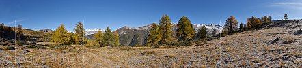 Panoramafoto Goldgelbe Lärchen in Berglandschaft