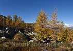 Grossfoto Golden yellow colored larch