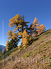 High-resolution photo Autumn coloured larches.
