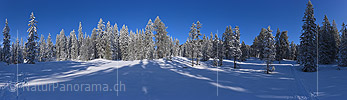 Large panoramic photo of a freshly snowed-in mountain forest