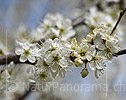 Grossfoto Weisse Blüten