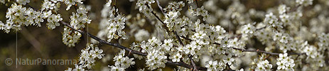 Panoramafoto Blütenzweig