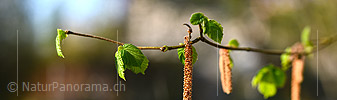 Panoramafoto Hasel