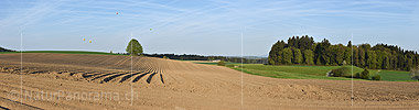 Panoramafoto Linde in Acker