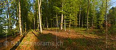 Panoramafoto Frühlingswald
