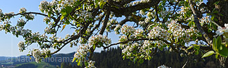 Panoramafoto Birnenblüten